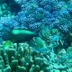 44- Perroquet, papillons et chromis sur fond bleu 